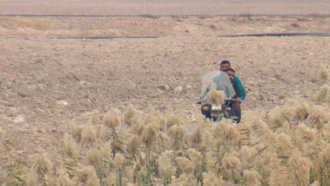 Terör örgütünün zarar verdiği tarlalar yeniden filizlenecek